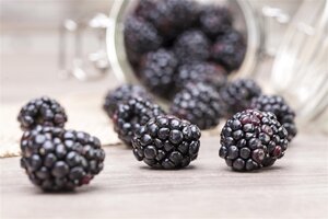 Rubus fruticosus 70 cm vierkant 2L - afbeelding 3