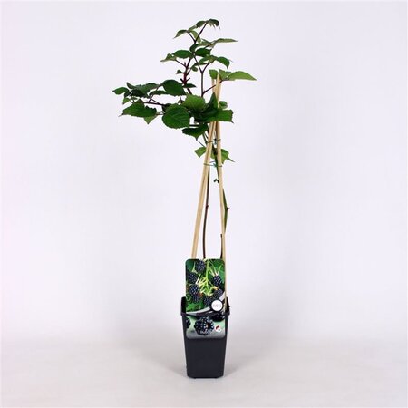 Rubus frut. 'Triple Crown' (doornloos) 70 cm vierkant 2L