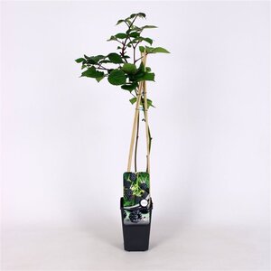 Rubus frut. 'Triple Crown' (doornloos) 70 cm vierkant 2L