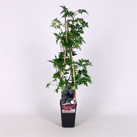 Rubus frut. 'Thornless Evergreen' 70 cm vierkant 2L - afbeelding 2