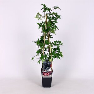 Rubus frut. 'Thornless Evergreen' 70 cm vierkant 2L - afbeelding 2