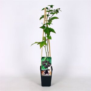 Rubus frut. 'Thornfree' (doornloos) 70 cm vierkant 2L - afbeelding 3
