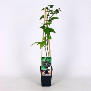 Rubus frut. 'Thornfree' (doornloos) 70 cm vierkant 2L - afbeelding 2