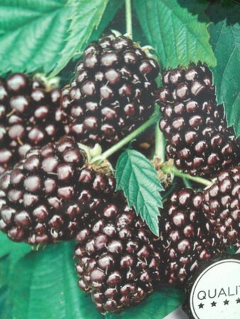 Rubus frut. 'Thornfree' (doornloos) 70 cm vierkant 2L - image 1