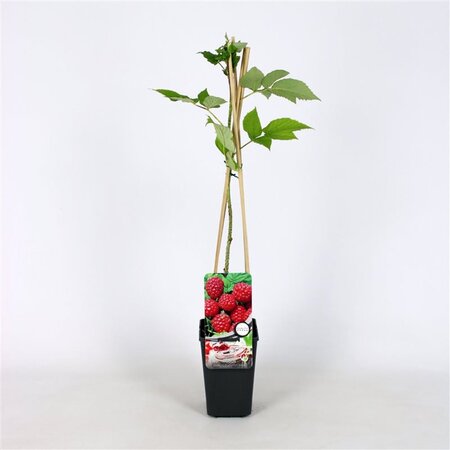 Rubus idaeus 'Autumn Bliss' rood HERFST 70 cm vierkant 2L - afbeelding 2