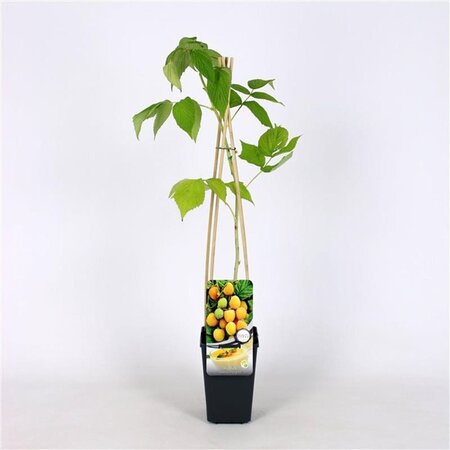 Rubus idaeus 'Fallgold' geel HERFST  70 cm vierkant 2L - afbeelding 1