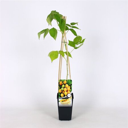 Rubus idaeus 'Fallgold' geel HERFST  70 cm vierkant 2L - afbeelding 2