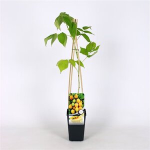 Rubus idaeus 'Fallgold' geel HERFST  70 cm vierkant 2L