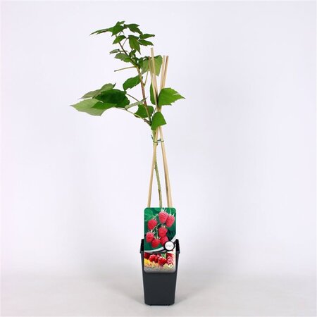 Rubus idaeus 'Héritage' Rood HERFST 70 cm vierkant 2L