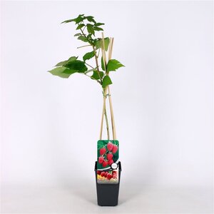 Rubus idaeus 'Héritage' Rood HERFST 70 cm vierkant 2L