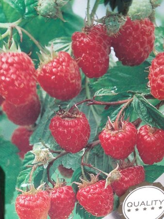 Rubus idaeus 'Malling Promise' rood ZOMER 70 cm vierkant 2L - afbeelding 2