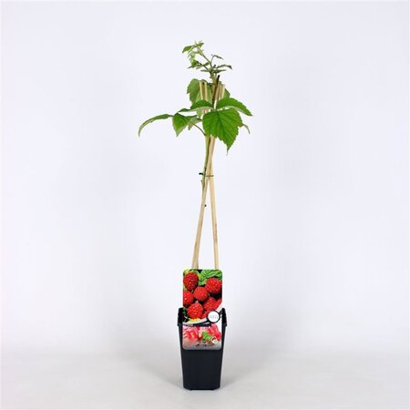 Rubus idaeus 'Malling Promise' rood ZOMER 70 cm vierkant 2L - afbeelding 3