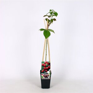Rubus idaeus 'Ottawa' rood HERFST 70 cm vierkant 2L