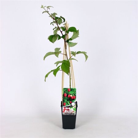 Rubus idaeus 'Schönemann' rood ZOMER 70 cm vierkant 2L
