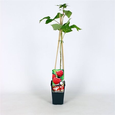 Rubus idaeus 'Zeva' rood ZOMER 70 cm vierkant 2L