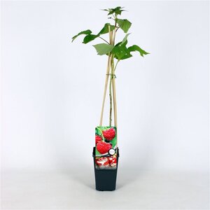 Rubus idaeus 'Zeva' rood ZOMER 70 cm vierkant 2L