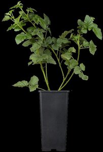 Rubus 'Tayberry' ROOD (doorn) 70 cm vierkant 2L