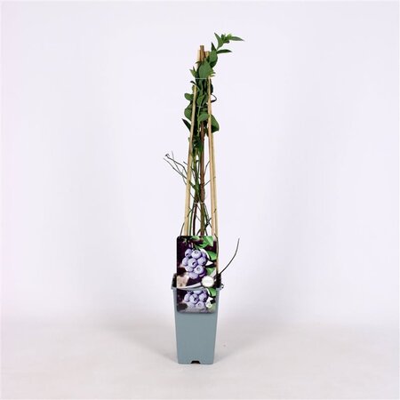 Vaccinium c. 'Bluegold' 70 cm vierkant 2L - image 3