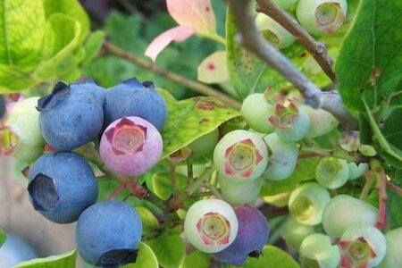 Vaccinium c. 'Bluecrop' 70 cm vierkant 2L - afbeelding 1
