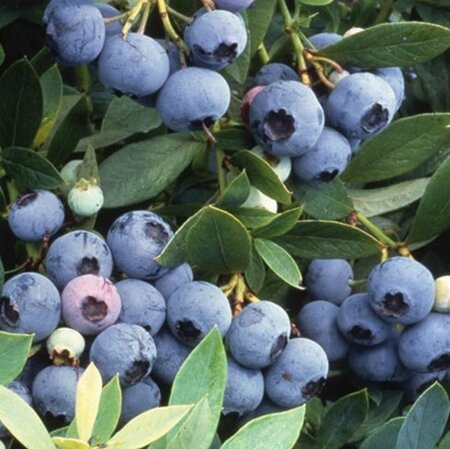 Vaccinium c. 'Bluecrop' 70 cm vierkant 2L - afbeelding 2
