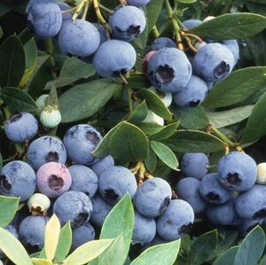 Vaccinium c. 'Bluecrop' 70 cm vierkant 2L - afbeelding 2