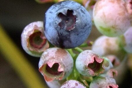 Vaccinium c. 'Bluecrop' 70 cm vierkant 2L - afbeelding 4