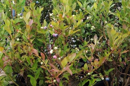 Vaccinium c. 'Bluecrop' 70 cm vierkant 2L - afbeelding 6