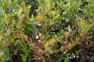 Vaccinium c. 'Bluecrop' 70 cm vierkant 2L - afbeelding 6