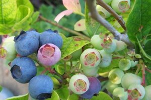 Vaccinium c. 'Bluecrop' 70 cm vierkant 2L