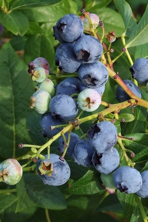 Vaccinium c. 'Duke' 70 cm vierkant 2L - afbeelding 1