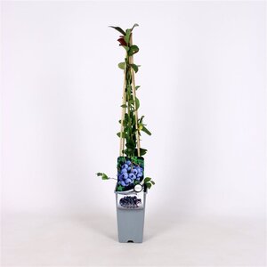 Vaccinium c. 'Duke' 70 cm vierkant 2L - afbeelding 3