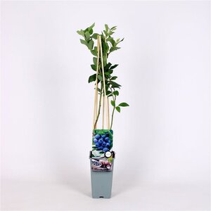 Vaccinium c. 'Goldtraube 23' 70 cm vierkant 2L - afbeelding 2