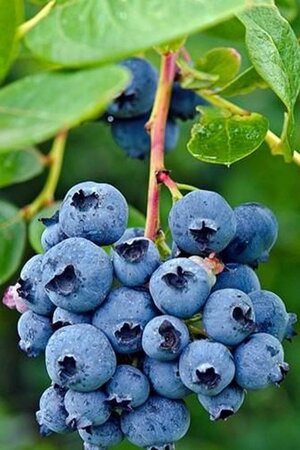 Vaccinium c. 'Goldtraube 71' 70 cm vierkant 2L - afbeelding 1