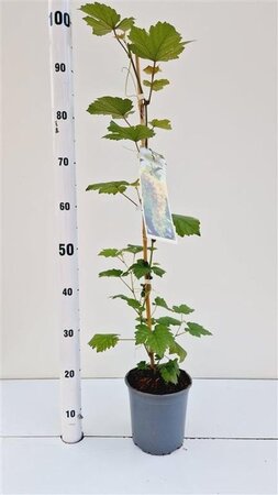 Vitis 'Bianca' 80-100 cm rozenpot 2L - afbeelding 3