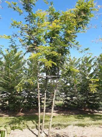 Gleditsia triac. 'Sunburst' 300-350 cm draadkluit meerstammig - afbeelding 1