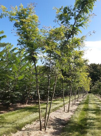 Gleditsia triac. 'Sunburst' 300-350 cm draadkluit meerstammig - afbeelding 2