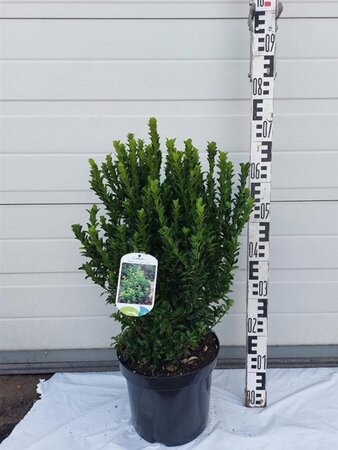 Euonymus jap. 'Green Spire' 50-60 cm cont. 7,5L