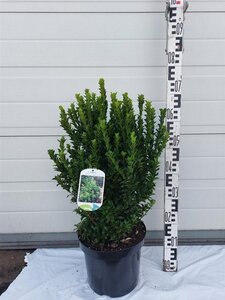 Euonymus jap. 'Green Spire' 50-60 cm cont. 7,5L
