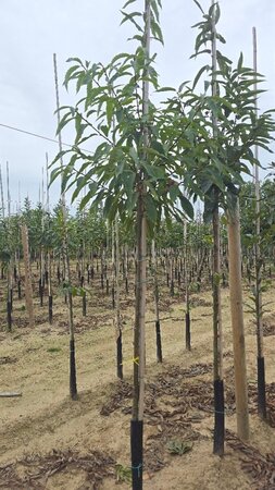 Castanea sativa 8-10 Hoogstam wortelgoed - afbeelding 4