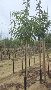 Castanea sativa 8-10 Hoogstam wortelgoed - afbeelding 4