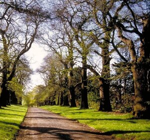 Castanea sativa 8-10 Hoogstam wortelgoed - afbeelding 5