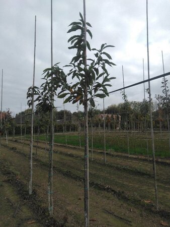 Castanea sativa 8-10 STA4 BR - image 7