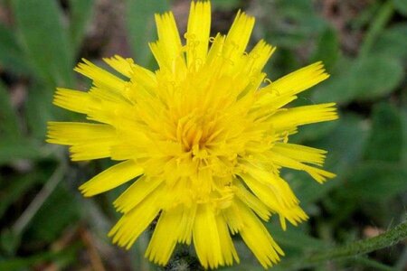 Hieracium pilosella geen maat specificatie 0,55L/P9cm