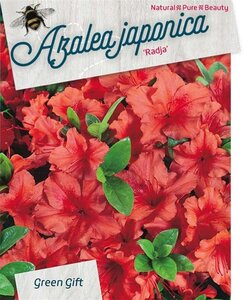 Rhododendron (AJ) 'Radja' (ORANJE) 40-50 cm cont. 10L