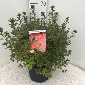 Rhododendron (AJ) 'Radja' (ORANJE) 40-50 cm cont. 10L - afbeelding 3