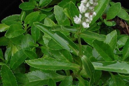 Veronica spic. 'Alba' geen maat specificatie 0,55L/P9cm - afbeelding 1