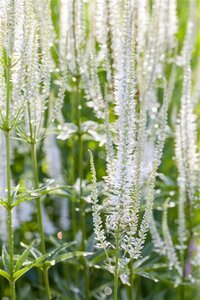 Veronica spic. 'Alba' geen maat specificatie 0,55L/P9cm - afbeelding 2