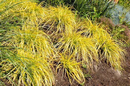 Carex elata 'Aurea' geen maat specificatie 0,55L/P9cm - afbeelding 1
