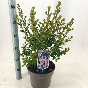 Lagerstroemia i. With Love Babe 40-60 cm cont. 5,0L