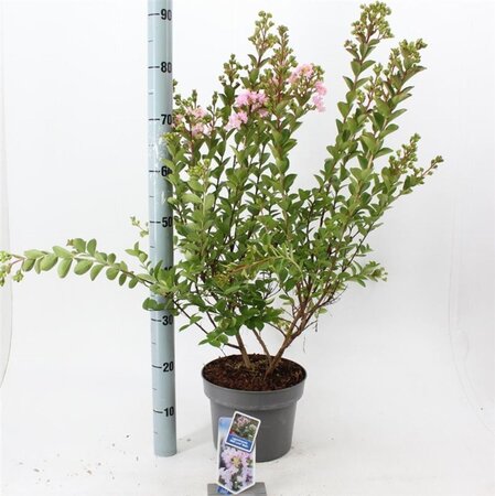 Lagerstroemia i. With Love Babe 40-60 cm cont. 5,0L - afbeelding 2